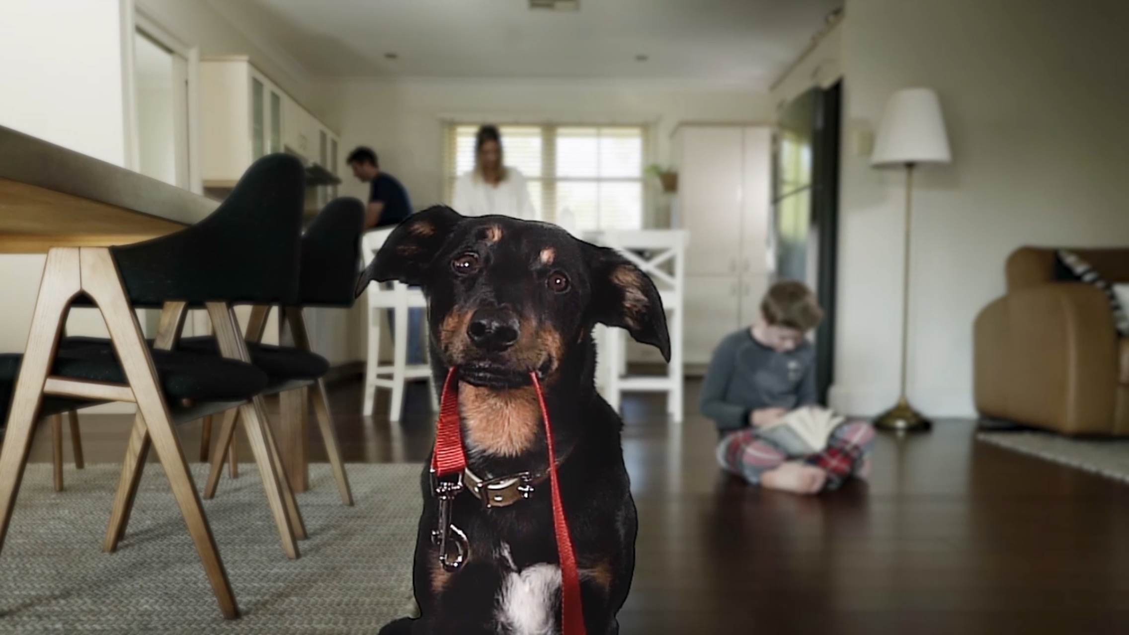 Dog with timelapsed background